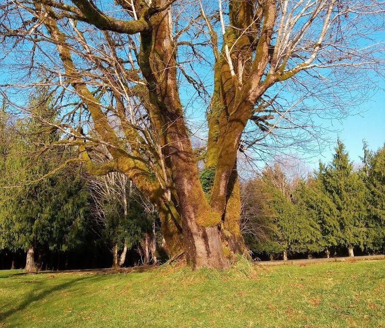 Trees Of Righteousness